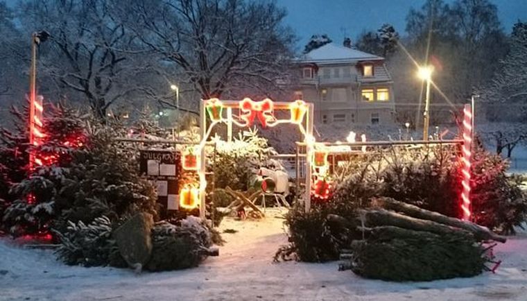 Christmas trees for sale in Djursholm - Life in Danderyd