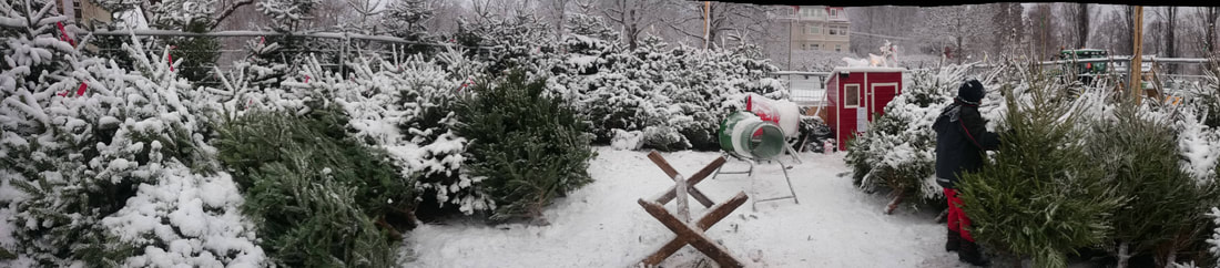 Christmas trees for sale in Stocksund - Life in Danderyd